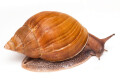 Achatina achatina monochromatica adult